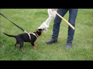 Get Set de la noé d'orient débourrage ring