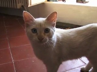 Claude Nougaro - Le Chat