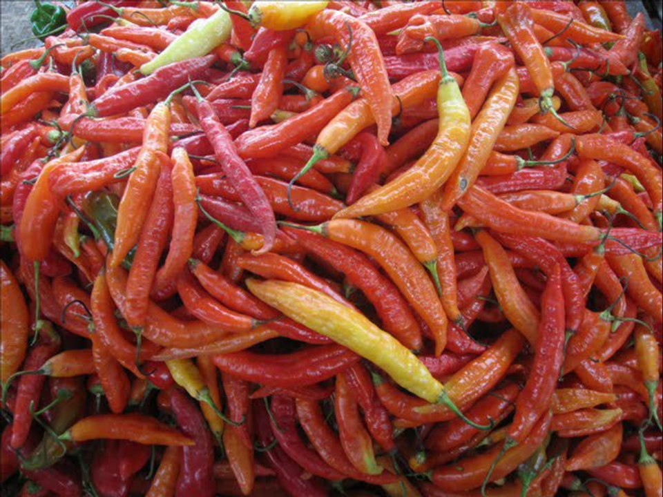 Projet Equateur Quinoa en photos