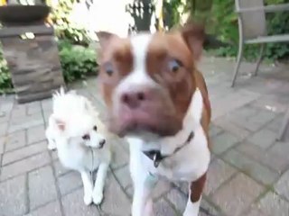 Camera startles dog