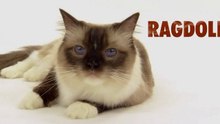 Ragdoll cats