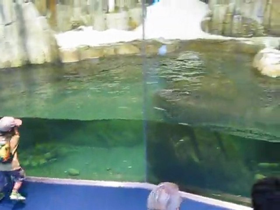 Milan joue avec un pingouin