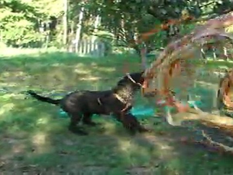 Gaïa 2 mois 3 semaines chifffon + lanières dans bouteilles