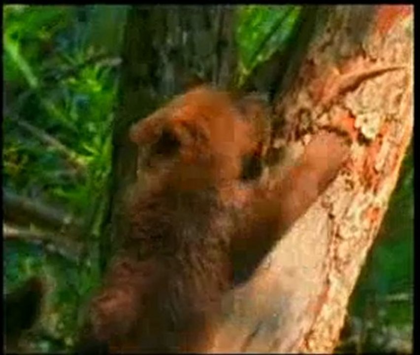 Hayvanlardaki sevimlilik ve cana yakın tavırların kaynağı