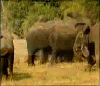 Bir yaratılış delili: Hayvanlardaki fedakarlık