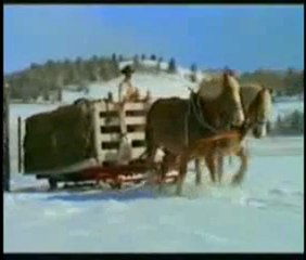 İnsanlara dost hayvanlar