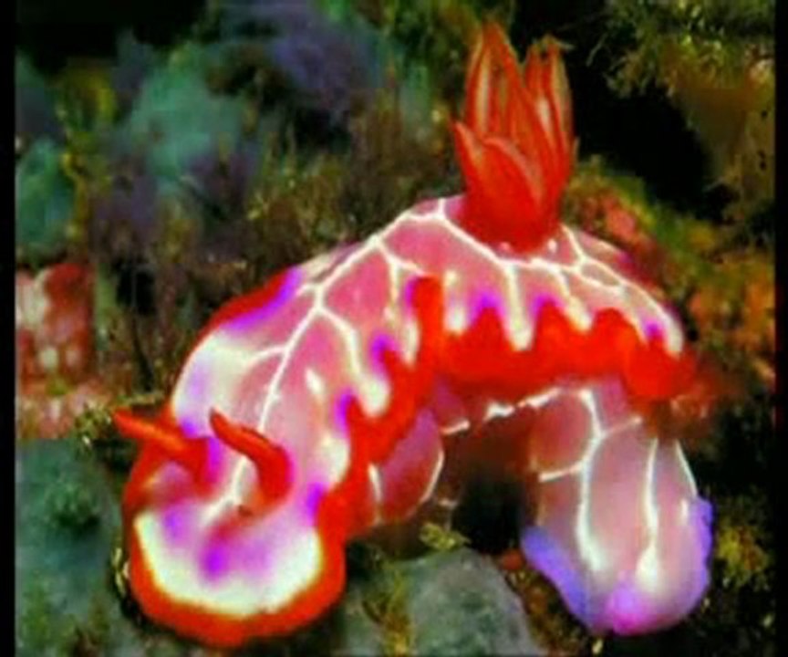 Deniz altındaki renkler