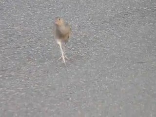 Râle des genêts sur la route ...