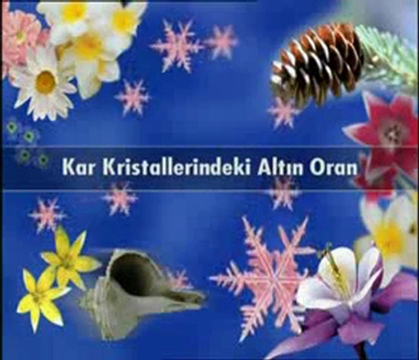 Mikrodünyada altın oran