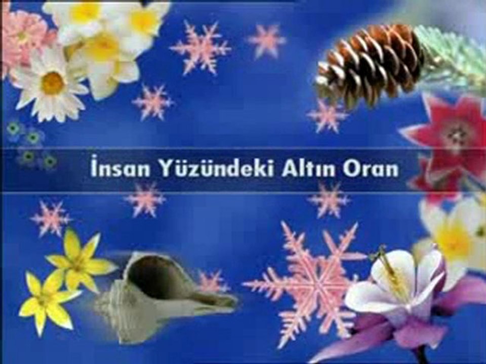 İnsan vücudu ve altın oran