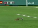 Esquilo invade campo e para jogo nos Estados Unidos