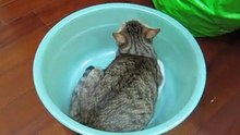 小胖子翻滾