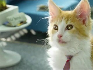 Les chatons de Bouygues Telecom font le buzz sur la toile !