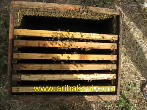 koloni altına giren oğul arı, arıcılık videoları