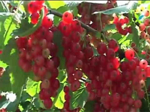 Henry, producteur Potager City dans le Rhône