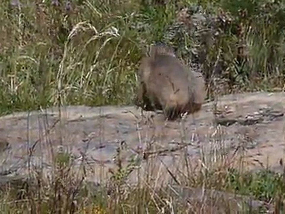 Les marmottes du lac Faravel