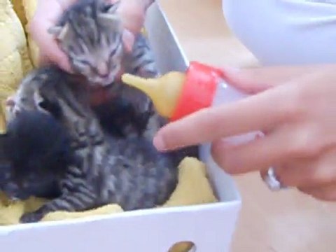 5 chatons orphelins à Athis-Mons(suite)