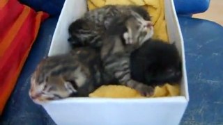 5 chatons orphelins à Athis-Mons