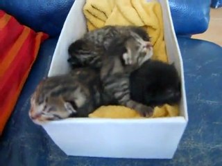 5 chatons orphelins à Athis-Mons