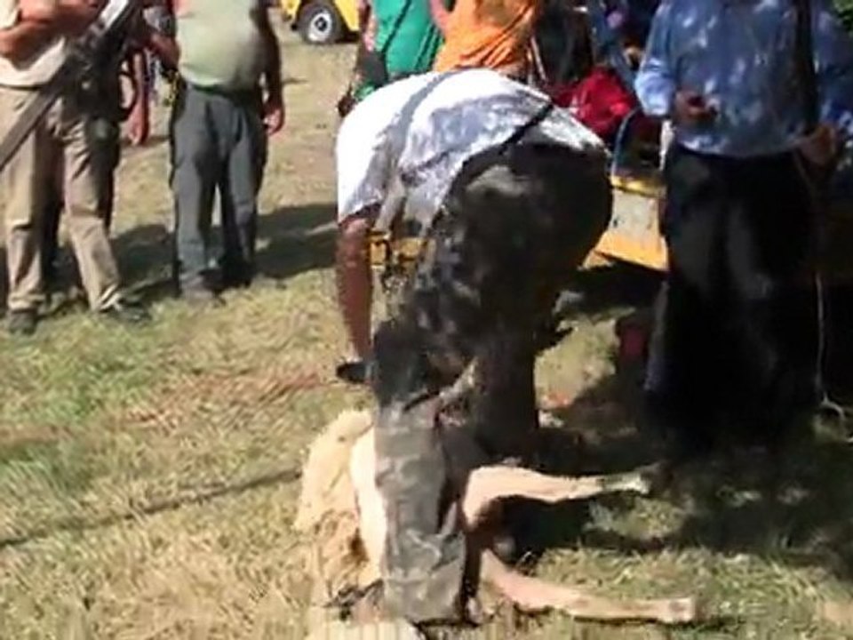 Coiffure dans le pré 2011