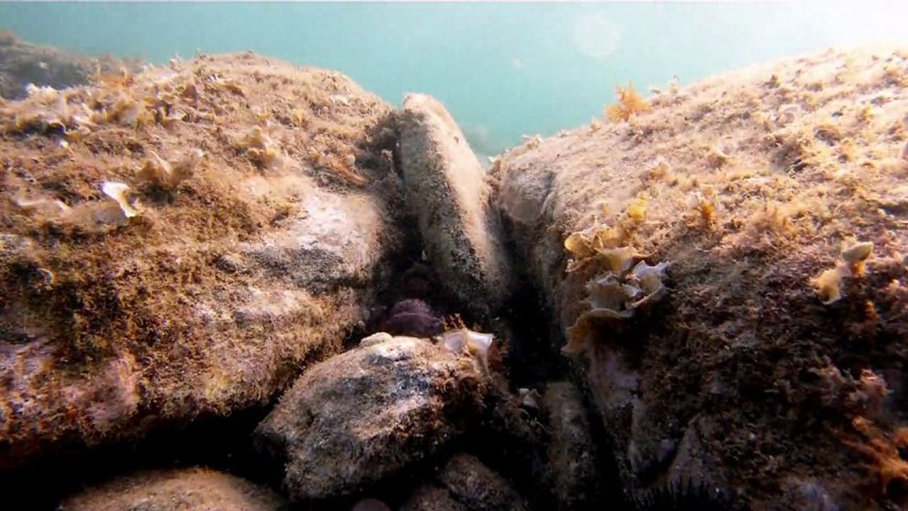 Plongées banyuls 2011 :: Les Poulpes