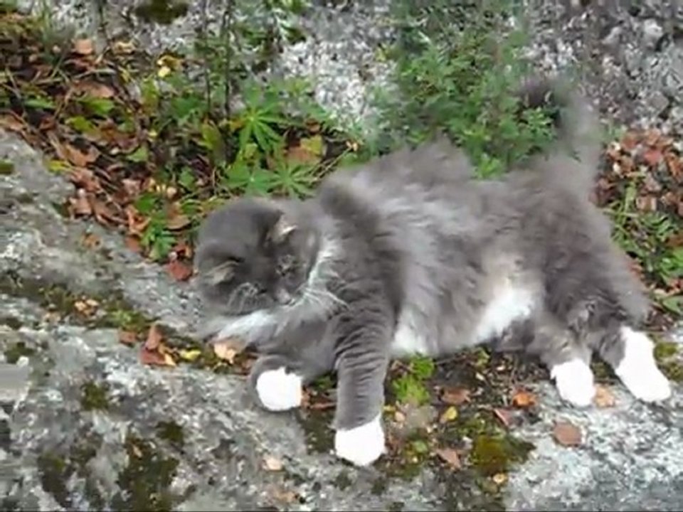 Film på Revis 31 Aug - 11. Med musik.