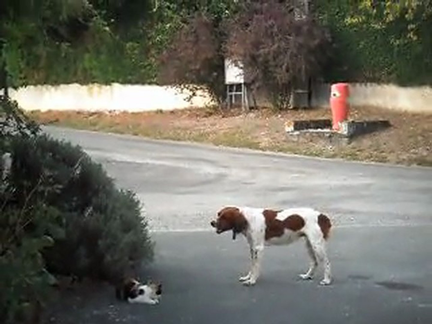 Combat Chien Et Chat Video Dailymotion