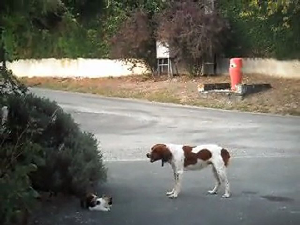 combat chien et chat