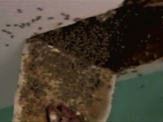 Une maison familiale infestée d'abeilles depuis 2 ans !