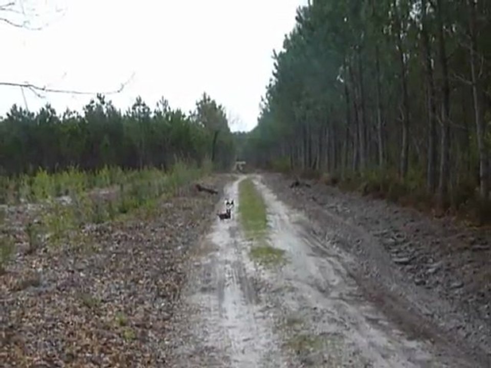 Kiki et Maya dans les bois