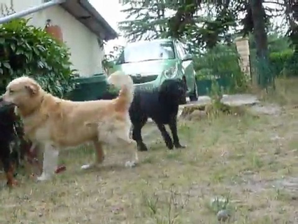 Jeu dans le jardin