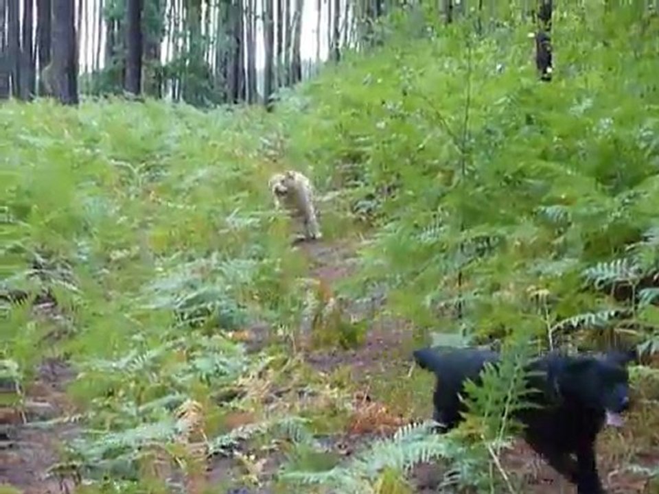 Virgule dans les bois