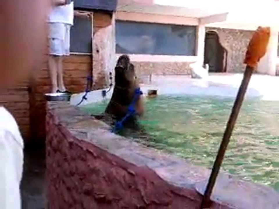 Marco, l'otarie du roc à Granville