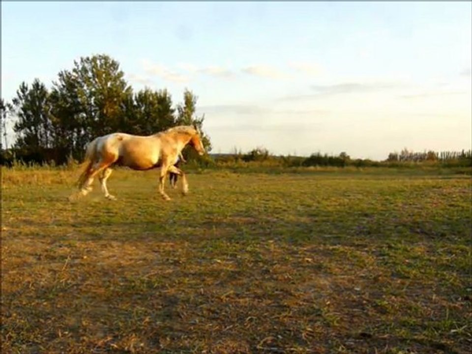 Wakan 08/2011