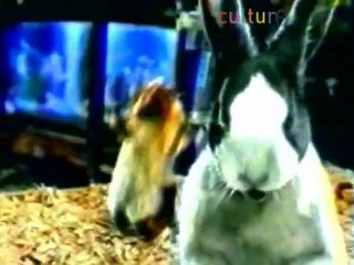 Maniac guinea pig and rabbit