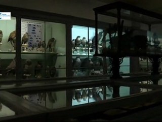 La Fabuleuse histoire de la tête Maori