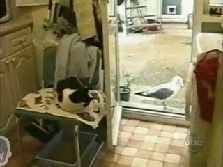 Chat le plus fainéant du monde