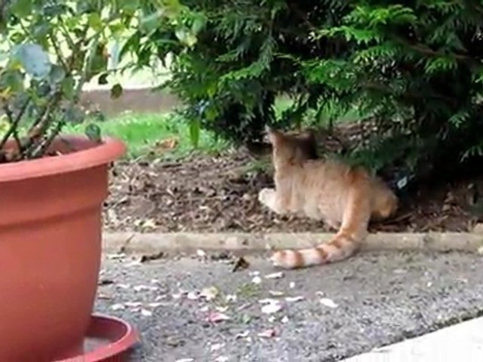 Garfield...... Plume........