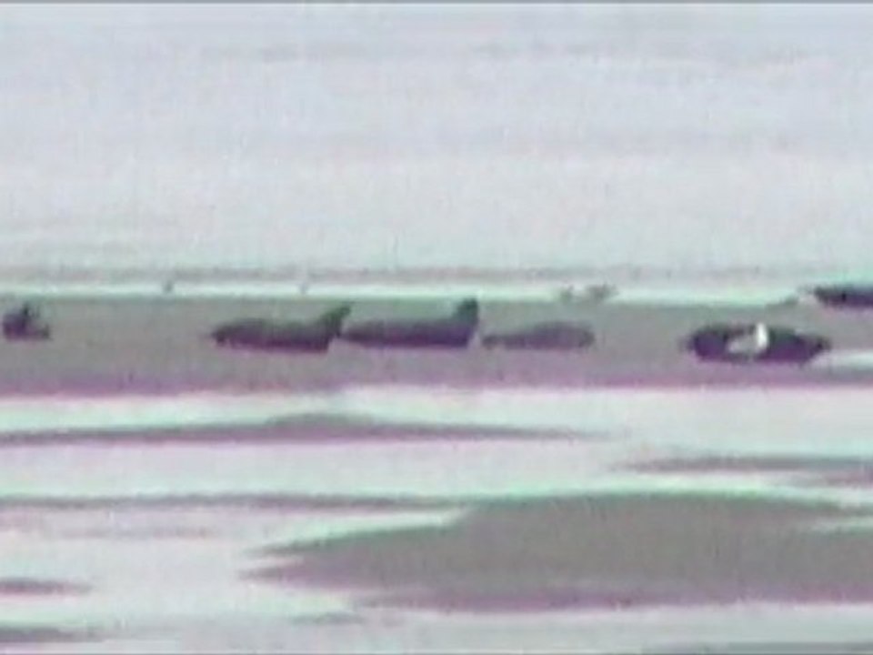 Phoques en baie de Somme, juillet 2009