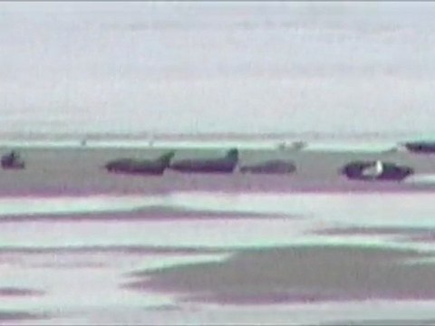 Phoques en baie de Somme, juillet 2009