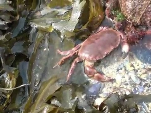 Grande Marée au Verdelet, Pléneuf Val André, Bretagne