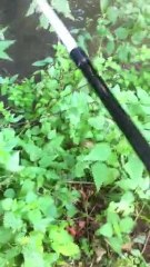 carpe rivière la Viosne 95 prêt de montgéroult