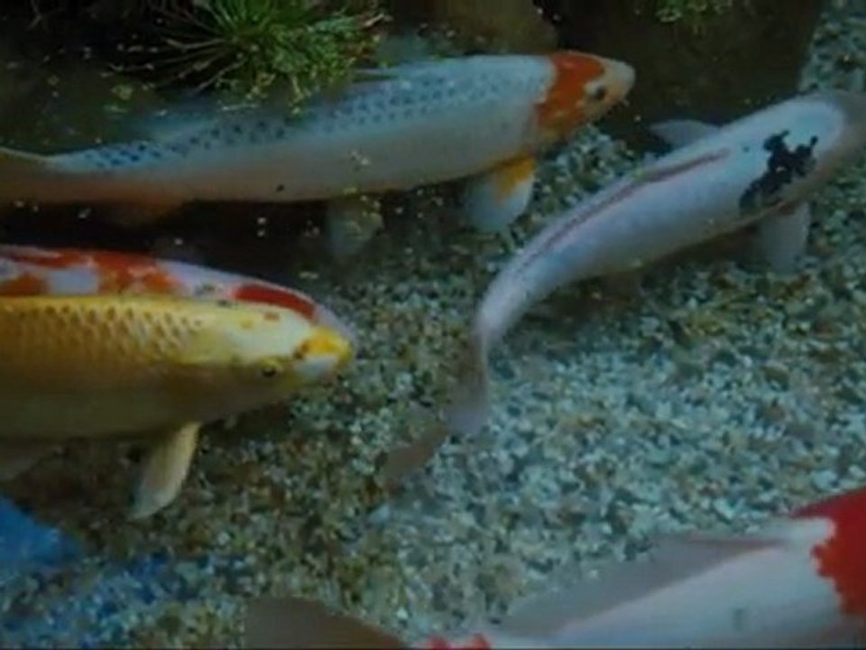 Don't Be Afraid of the Dark - Clip Koi Pond