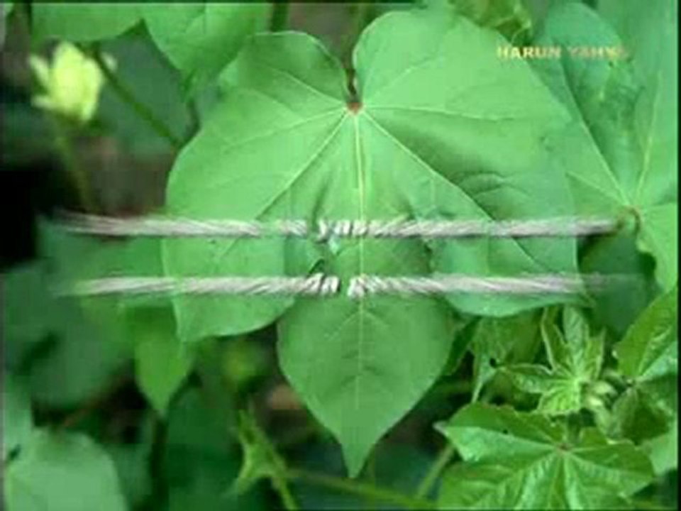 Evrimcilerin mantıksızlıkları