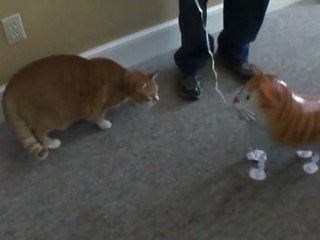 Echte Katze vs. falsche Katze!