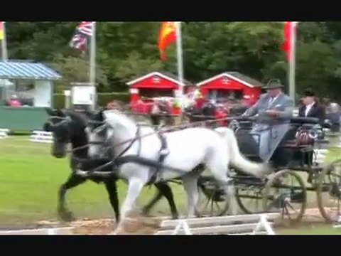 Conty, mondial d'attelage : le dressage, tout un art