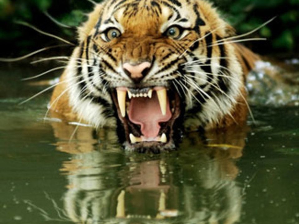 Comedy Show Jay Hind! Royal Bengal News