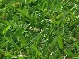 Lawn Care Tips for the Summer