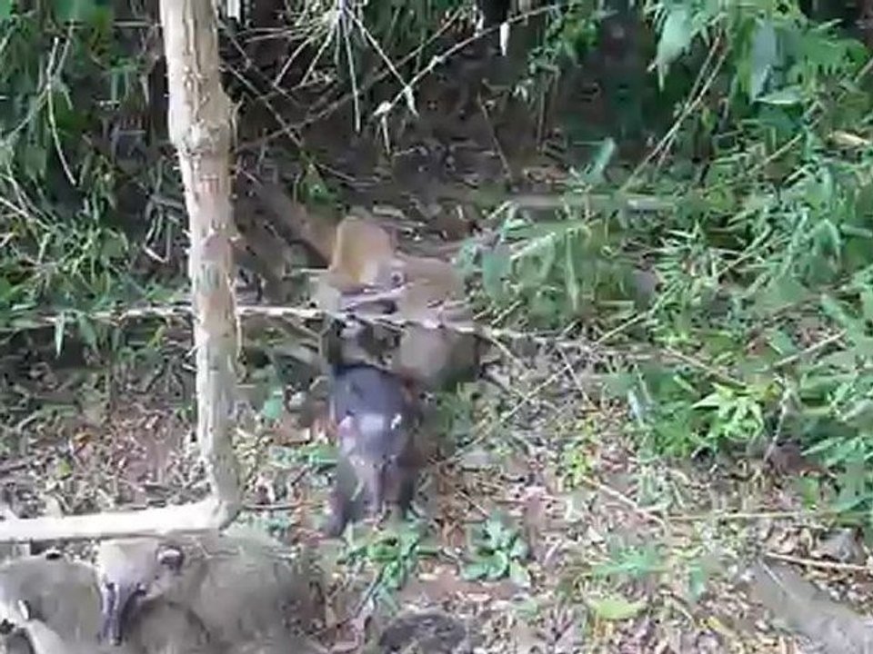 Coatis