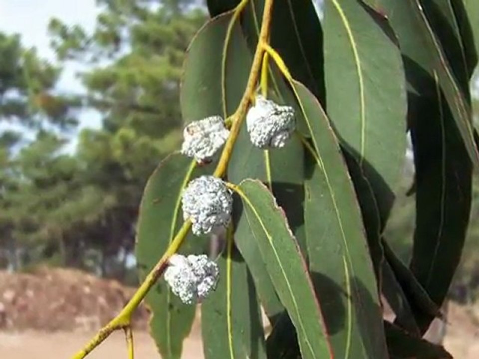 Scientific Fact to Folk Eucalyptus Remedies Says Eurospa